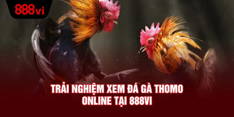 Tham Gia Đá Gà Thomo Tại 888VI